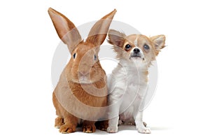 Puppy chihuahua and bunny