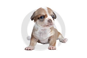 Puppy chihuahua in front of white background