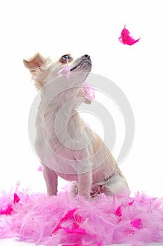 Puppy chihuahua with pink feather