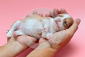 Puppy Chihuahua sleeps on man`s hand