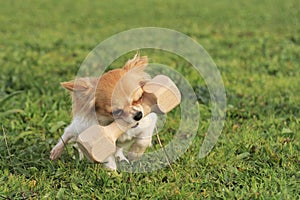 Puppy chihuahua and stick