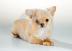 Puppy Chihuahua on a white background