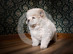 Puppy Chow-chow in a retro room