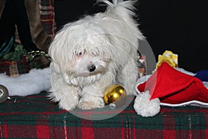 Puppy at Christmas