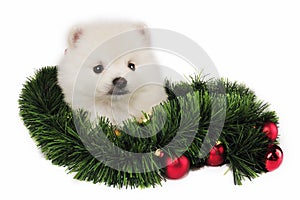 Puppy Christmas Present