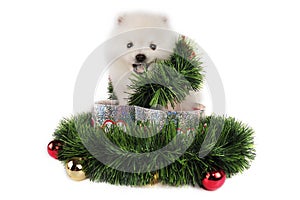 Puppy Christmas Present