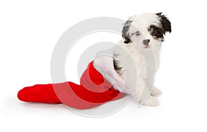 Puppy in a Christmas Stocking