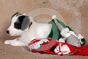 Puppy in christmas stocking
