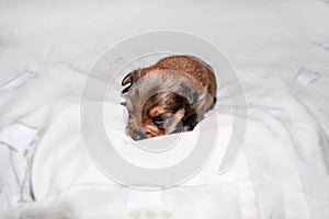 Puppy close-up portrait. Newborn yorkshire terrier puppy sleeping on a white towel