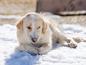 Puppy with coffee and milk coat crunching in the snow