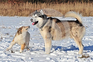 Puppy Collie and Husky