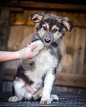 Puppy colored mongrels submits a paw