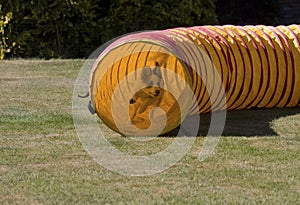 Puppy coming out of agility tunnel