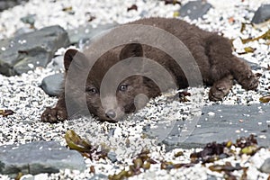 Puppy Commander blue fox is on the sea shore summer sunny