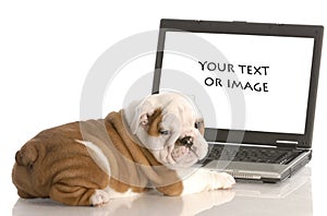 Puppy on computer img