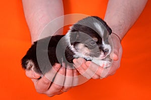 Puppy Corgi age 1 month on the hands of have men.