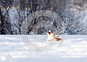 puppy Corgi deftly catches shimmering soap bubbles beautiful fun jumping in the white snow in the winter Sunny Park