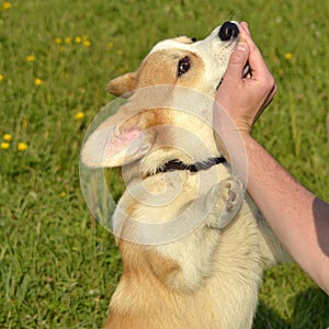 Puppy Corgi pembroke on a walk. Young energetic dog on a walk. Puppies education, cynology, intensive training of young dogs.