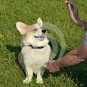 Puppy Corgi pembroke on a walk. Young energetic dog on a walk. Puppies education, cynology, intensive training of young dogs.