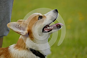 Puppy Corgi pembroke on a walk. Young energetic dog on a walk. Puppies education, cynology, intensive training of young dogs. Walk