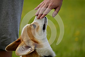 Puppy Corgi pembroke on a walk. Young energetic dog on a walk. Puppies education, cynology, intensive training of young dogs. Walk