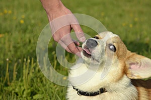 Puppy Corgi pembroke on a walk. Young energetic dog on a walk. Puppies education, cynology, intensive training of young dogs. Walk