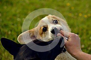 Puppy Corgi pembroke on a walk. Young energetic dog on a walk. Puppies education, cynology, intensive training of young dogs. Walk