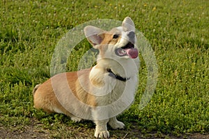 Puppy Corgi pembroke on a walk. Young energetic dog on a walk. Puppies education, cynology, intensive training of young dogs. Walk