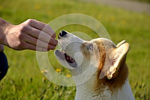 Puppy Corgi pembroke on a walk. Young energetic dog on a walk. Puppies education, cynology, intensive training of young dogs. Walk