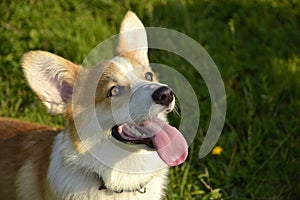 Puppy Corgi pembroke on a walk. Young energetic dog on a walk. Puppies education, cynology, intensive training of young dogs. Walk