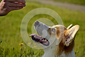 Puppy Corgi pembroke on a walk. Young energetic dog on a walk. Puppies education, cynology, intensive training of young dogs. Walk