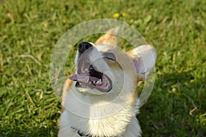 Puppy Corgi pembroke on a walk. Young energetic dog on a walk. Puppies education, cynology, intensive training of young dogs. Walk