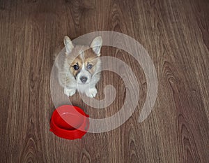 puppy the Corgi sits on the floor next to an empty bowl and looks at the owner with a hungry devoted look