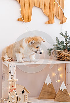 Puppy Corgi sitting on a christmas background