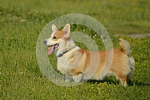 Puppy Corgi.Young energetic dog on a walk. Puppies education, cynology, intensive training of young dogs. Walking dogs in nature.