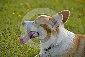 Puppy Corgi.Young energetic dog on a walk. Puppies education, cynology, intensive training of young dogs. Walking dogs in nature.