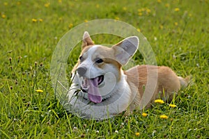 Puppy Corgi.Young energetic dog on a walk. Puppies education, cynology, intensive training of young dogs. Walking dogs in nature.