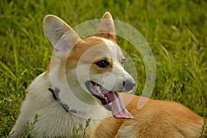 Puppy Corgi.Young energetic dog on a walk. Puppies education, cynology, intensive training of young dogs. Walking dogs in nature.