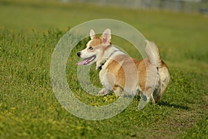 Puppy Corgi.Young energetic dog on a walk. Puppies education, cynology, intensive training of young dogs. Walking dogs in nature.