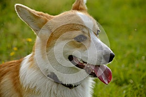 Puppy Corgi.Young energetic dog on a walk. Puppies education, cynology, intensive training of young dogs. Walking dogs in nature.