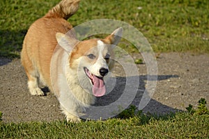 Puppy Corgi.Young energetic dog on a walk. Puppies education, cynology, intensive training of young dogs. Walking dogs in nature.