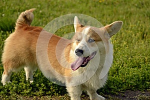 Puppy Corgi.Young energetic dog on a walk. Puppies education, cynology, intensive training of young dogs. Walking dogs in nature.