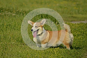 Puppy Corgi.Young energetic dog on a walk. Puppies education, cynology, intensive training of young dogs. Walking dogs in nature.