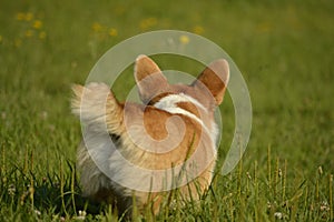 Puppy Corgi.Young energetic dog on a walk. Puppies education, cynology, intensive training of young dogs. Walking dogs in nature.