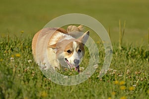 Puppy Corgi.Young energetic dog on a walk. Puppies education, cynology, intensive training of young dogs. Walking dogs in nature.