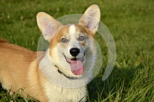 Puppy Corgi.Young energetic dog on a walk. Puppies education, cynology, intensive training of young dogs. Walking dogs in nature.