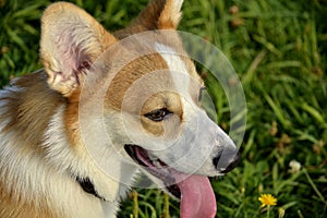 Puppy Corgi.Young energetic dog on a walk. Puppies education, cynology, intensive training of young dogs. Walking dogs in nature.