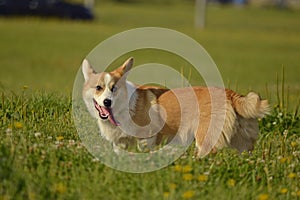 Puppy Corgi.Young energetic dog on a walk. Puppies education, cynology, intensive training of young dogs. Walking dogs in nature.