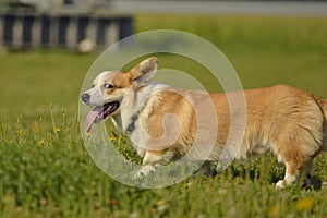 Puppy Corgi.Young energetic dog on a walk. Puppies education, cynology, intensive training of young dogs. Walking dogs in nature.