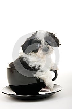 Puppy In A Cup